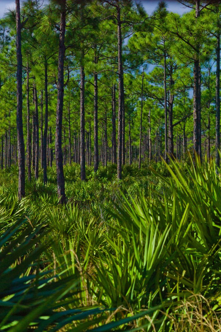 Seeing the forest through the trees