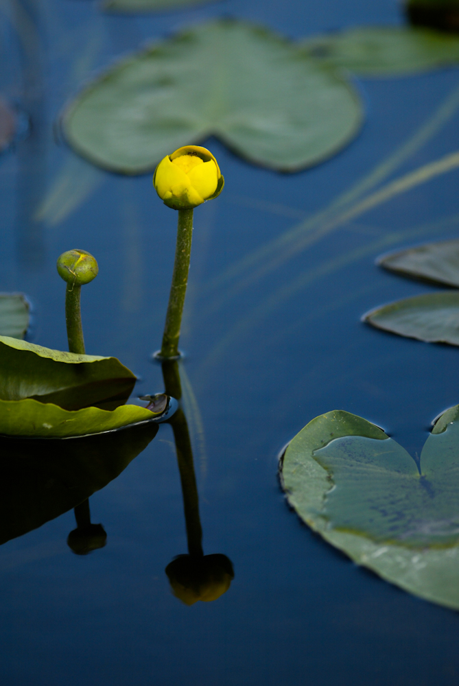 The Cow Lily
