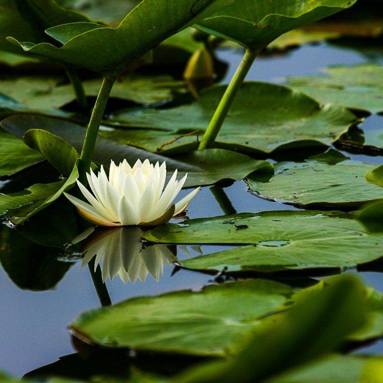 White water lily