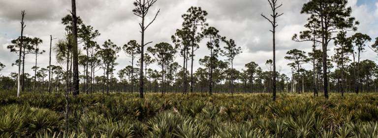 Saw palmettos and slash pines