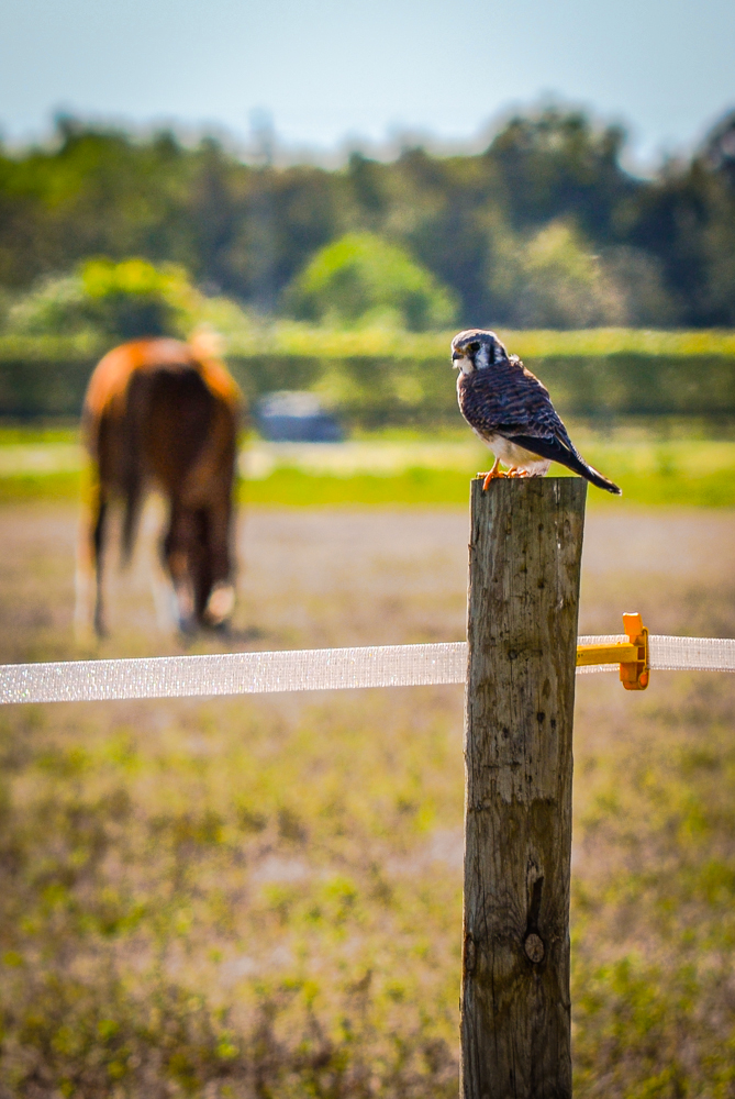 American kestrel
