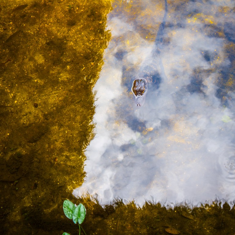 Gator days of summer