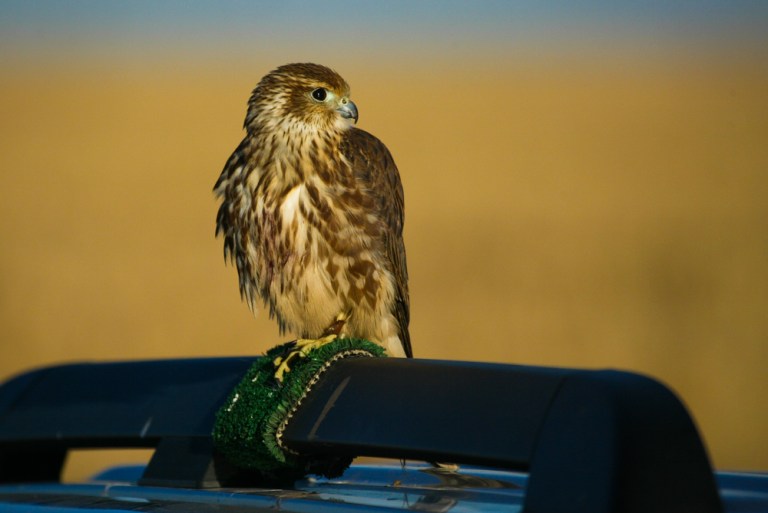 To hunt or not to hunt...