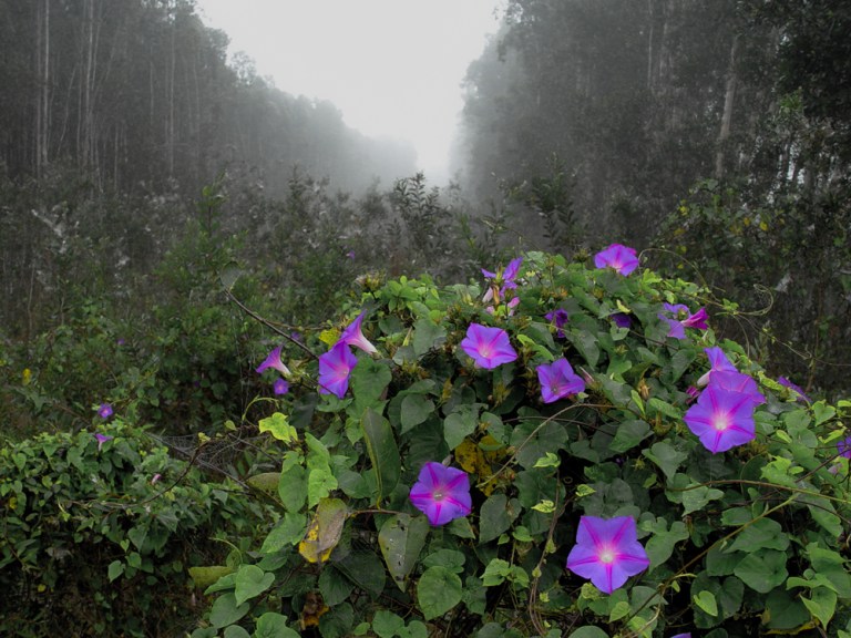 February's Morning Glory
