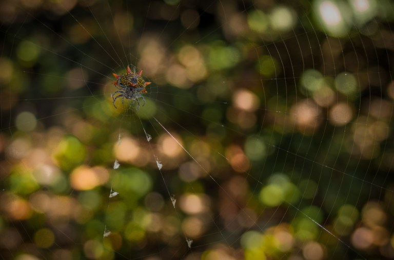 Guardian of the stars
