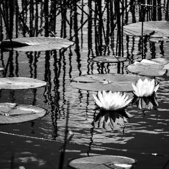 lilies lie in wait