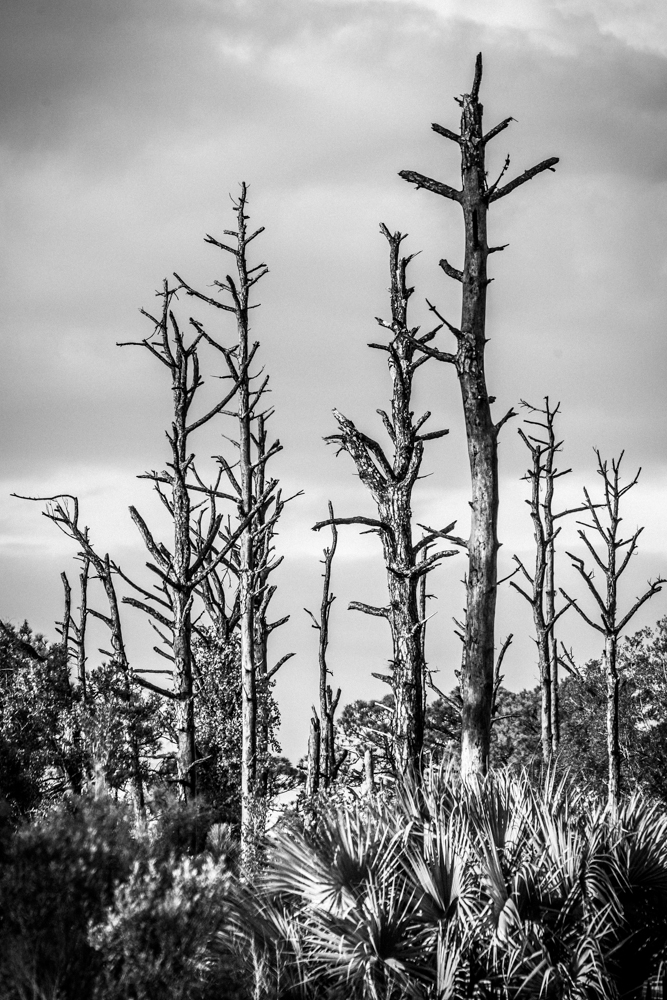 Dead Pine Forest