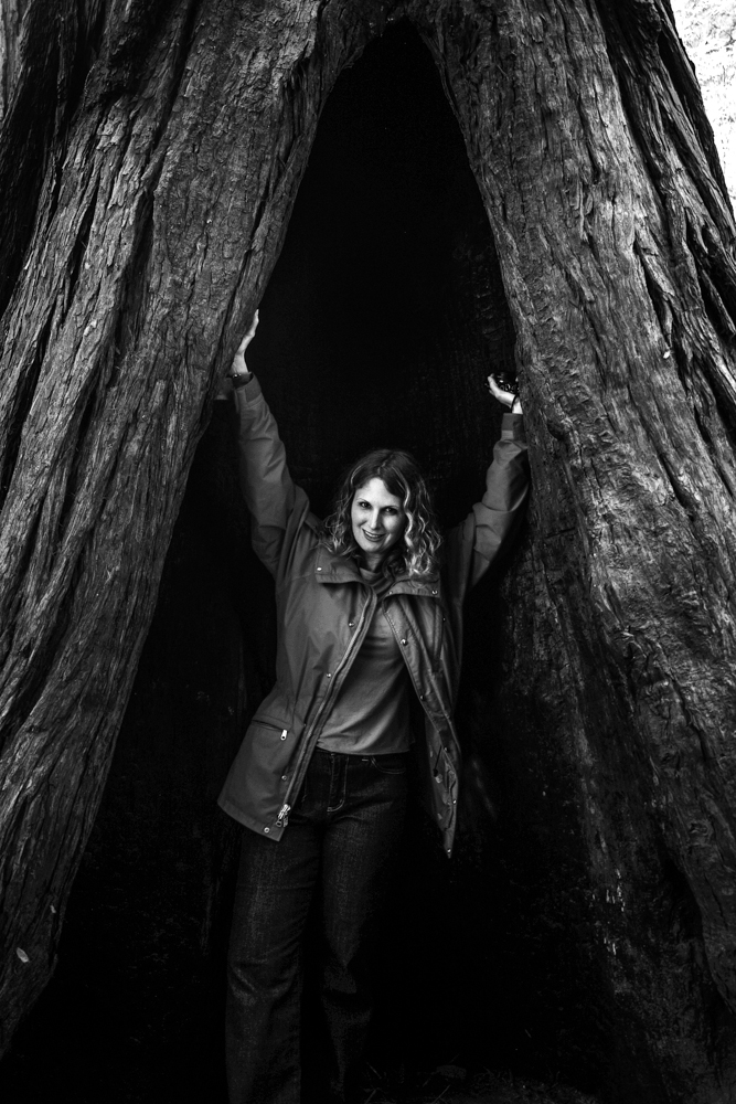 Queen of the Redwoods