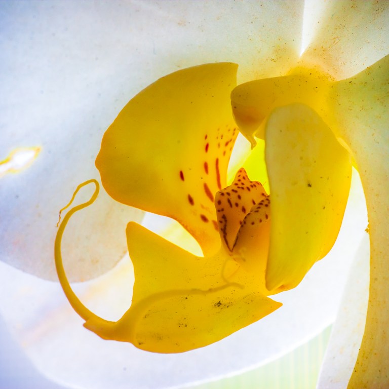 Yet another orchid photo