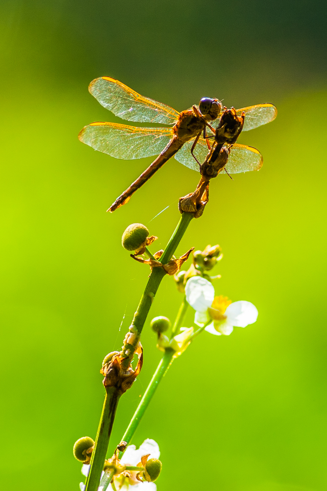 Of dragonflies and arrowheads