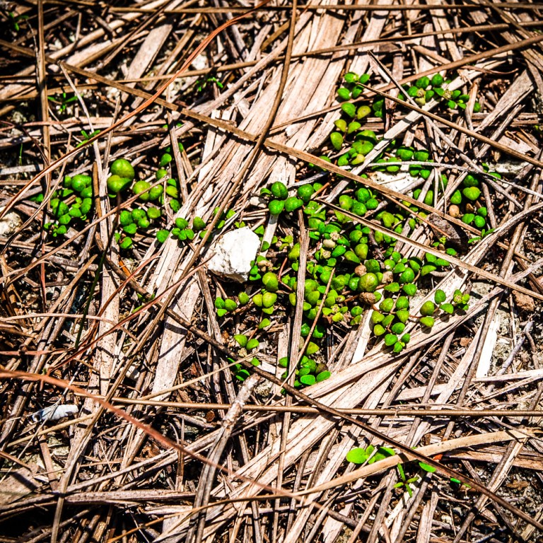 Deltoid spurge