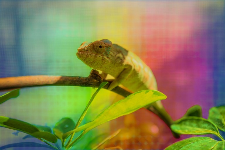 chameleon